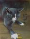 Boogy - Laura Schwarz - Ãl auf Leinwand - Katzen - Naturalismus-Realismus Boogy - Laura Schwarz - Ãl auf Leinwand - Katzen - Naturalismus-Realismus