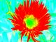 Rote Blume - Kunstdruck - Kristin Gräfin von Montfort - - auf - Blumen - Rote Blume - Kunstdruck - Kristin Gräfin von Montfort - - auf - Blumen -