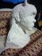 Porzellan Skulptur Büste Teufelsmädchen - E. Michaela Martinez - Keramik auf - Portrait - Porzellan Skulptur Büste Teufelsmädchen - E. Michaela Martinez - Keramik auf - Portrait -