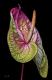 Anthurium - Dietrich Moravec - Acryl auf Hartfaser - Blumen - Fotorealismus Anthurium - Dietrich Moravec - Acryl auf Hartfaser - Blumen - Fotorealismus