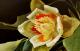 Liriodendron Tulipifera - Dietrich Moravec - Ãl auf Holz - Bäume - Fotorealismus Liriodendron Tulipifera - Dietrich Moravec - Ãl auf Holz - Bäume - Fotorealismus