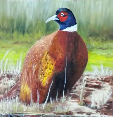 Goldfasan - Anke Knoth - Array auf Array - Array - Array Goldfasan - Anke Knoth - Array auf Array - Array - Array