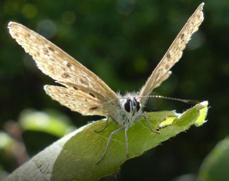 Macro-Motte - Arno Schmitt - Array auf - Array - Macro-Motte - Arno Schmitt - Array auf - Array -