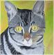 Conan - Karina Birke - Acryl auf Leinwand - Katzen - Realismus Conan - Karina Birke - Acryl auf Leinwand - Katzen - Realismus
