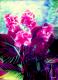 Wunder der natur--- - Maria Abt - Aquarell auf Papier - Blumen - Realismus Wunder der natur--- - Maria Abt - Aquarell auf Papier - Blumen - Realismus