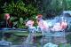 Flamingos--- - Maria Abt - Ãl auf Leinwand - Tiere - Gegenständlich Flamingos--- - Maria Abt - Ãl auf Leinwand - Tiere - Gegenständlich