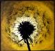 Pusteblume-2--- Pusteblume-2---