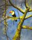 Tucan - Sonia Lanz - Acryl auf Leinwand - Vögel - Tucan - Sonia Lanz - Acryl auf Leinwand - Vögel -