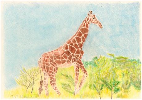 Netzgiraffe - Claudia Lüthi - Array auf  - Array - 