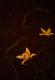 ---Blumenfee - Nadine Elsner - Acryl auf Leinwand - Abstrakt - ---Blumenfee - Nadine Elsner - Acryl auf Leinwand - Abstrakt -
